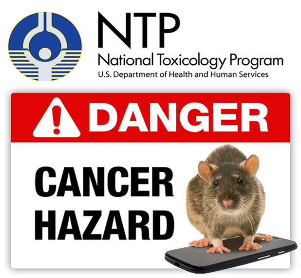 ntp-finds-cancer-link-from-cell-phone-radiation-in-rats