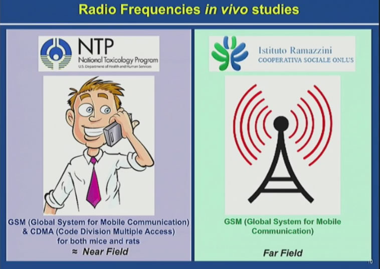 Ramazzini-cell-phone-Study-ntp-cellphone-radiation-study